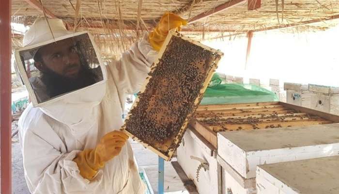 إنتاج العسل العماني يشهد نمواً ملحوظاً خلال ثلاث سنوات